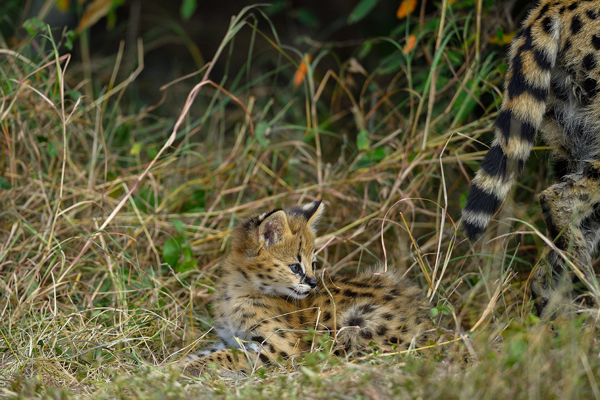 _5RG3437_20180725_100236_1046Masai Mara 2018-1200.jpg