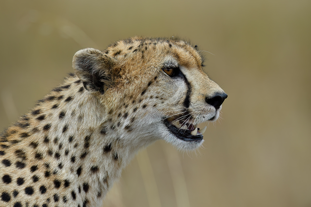 _5RG3449_20180730_144747_5338Masai Mara 2018_6612Masai Mara 2018.jpg
