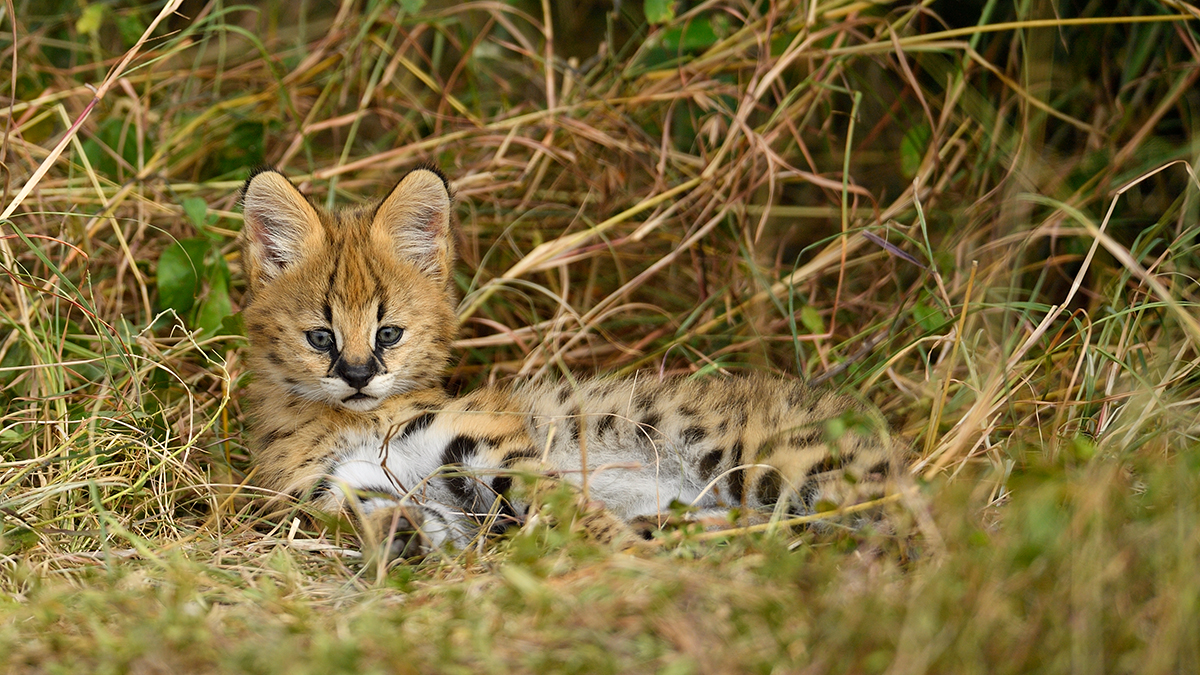 _5RG3469_20180725_100247_1048Masai Mara 2018.jpg