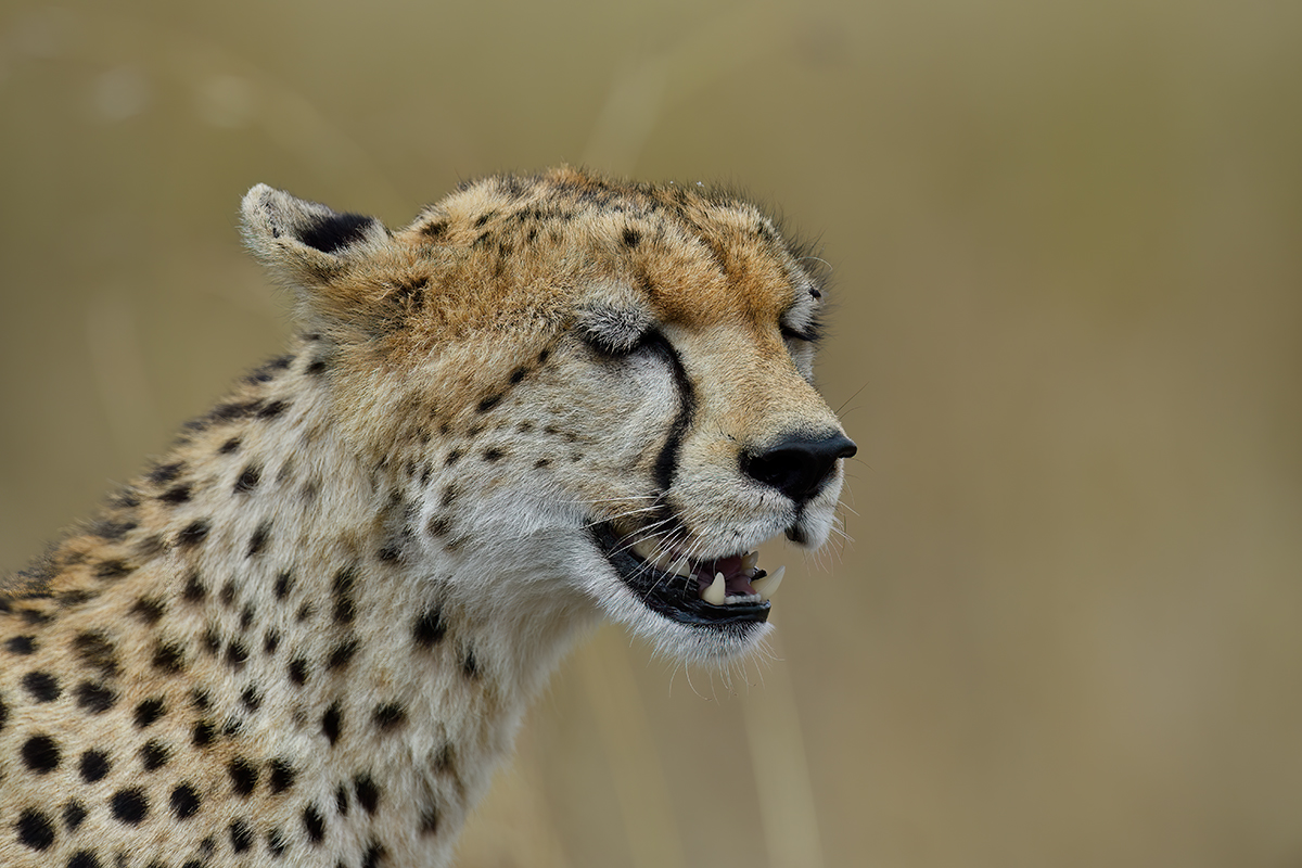 _5RG3477_20180730_144751_5340Masai Mara 2018_6614Masai Mara 2018.jpg