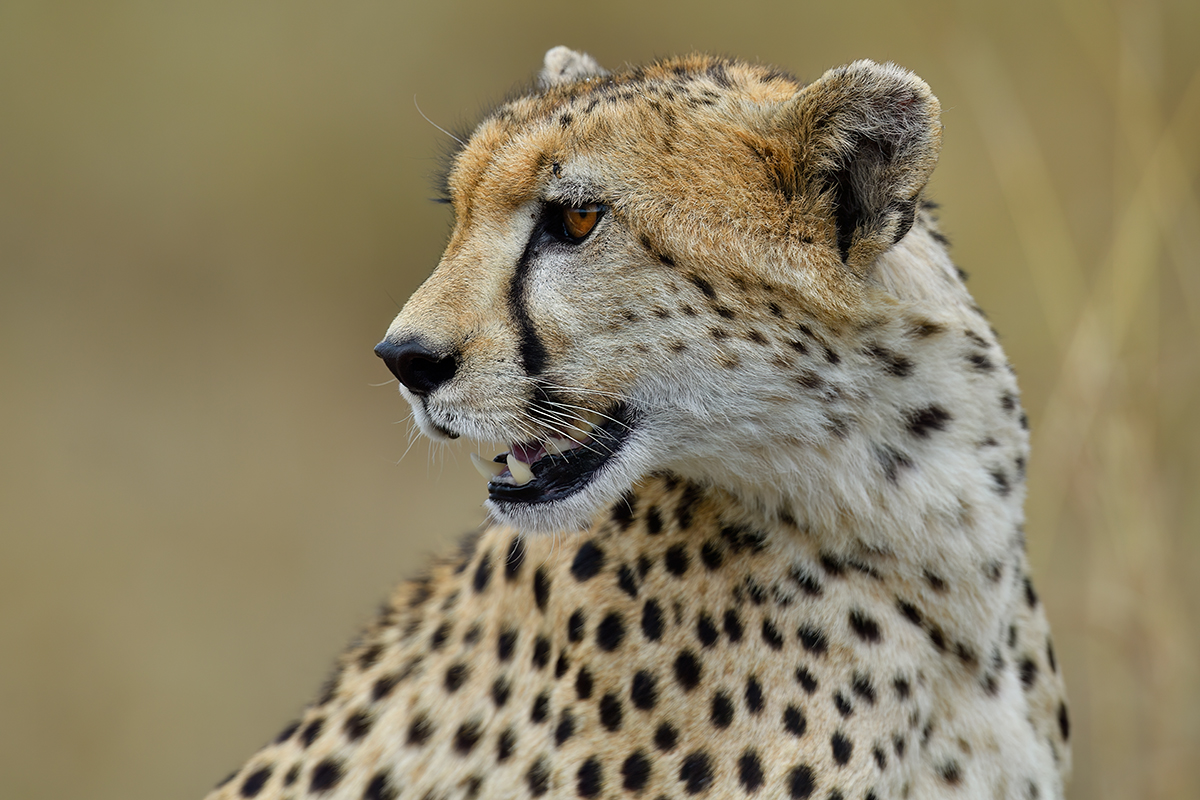 _5RG3479_20180730_144752_5342Masai Mara 2018-2.jpg
