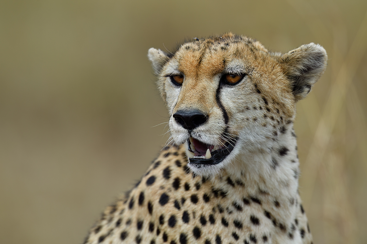 _5RG3499_20180730_144755_5345Masai Mara 2018_6620Masai Mara 2018.jpg