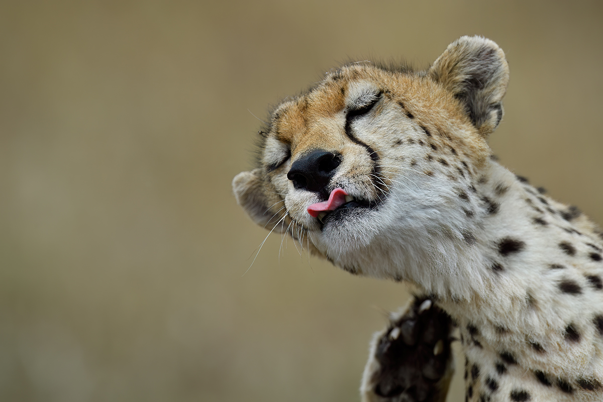 _5RG3531_20180730_144804_5348Masai Mara 2018_6623Masai Mara 2018.jpg