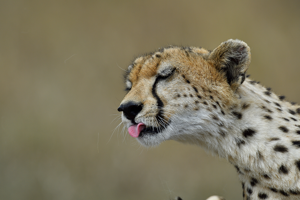 _5RG3558_20180730_144810_5351Masai Mara 2018_6626Masai Mara 2018.jpg