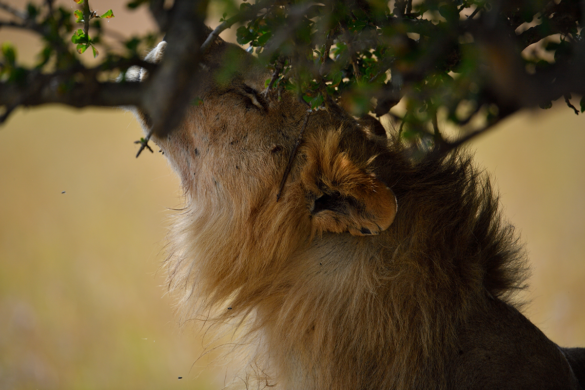 _5RG3566_20180725_105214_1049Masai Mara 2018.jpg