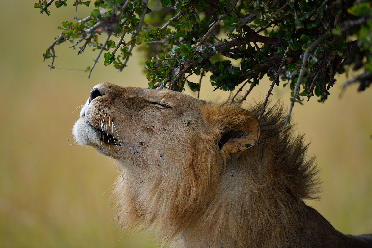 _5RG3574_20180725_105236_1050Masai Mara 2018.jpg