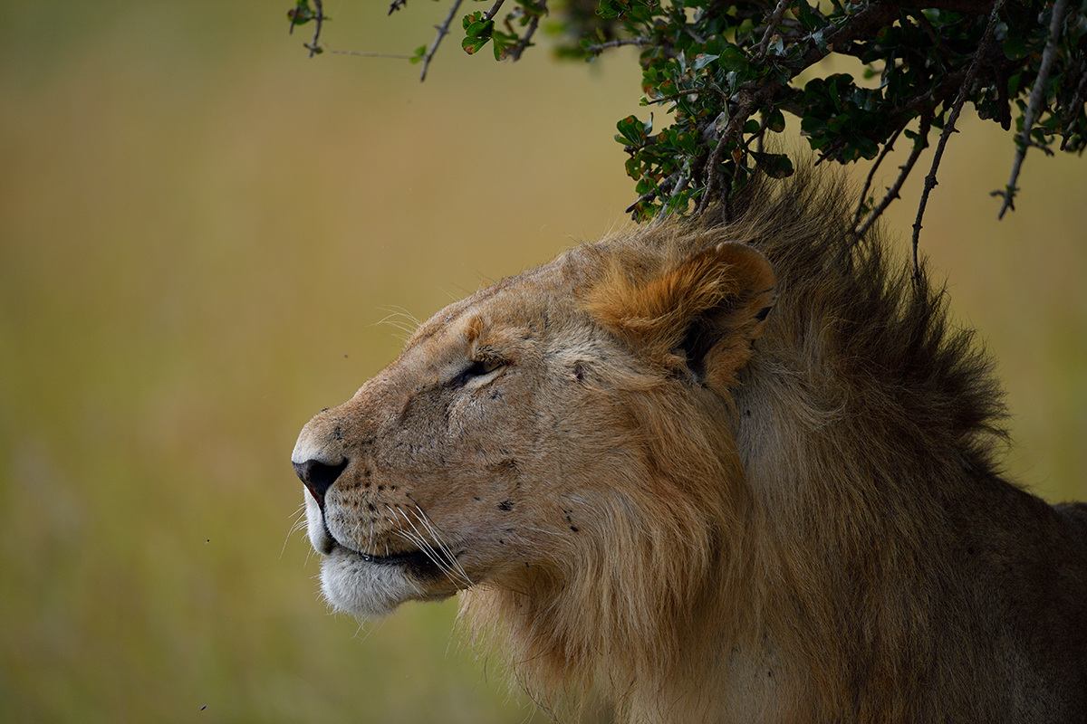 _5RG3580_20180725_105236_1051Masai Mara 2018.jpg