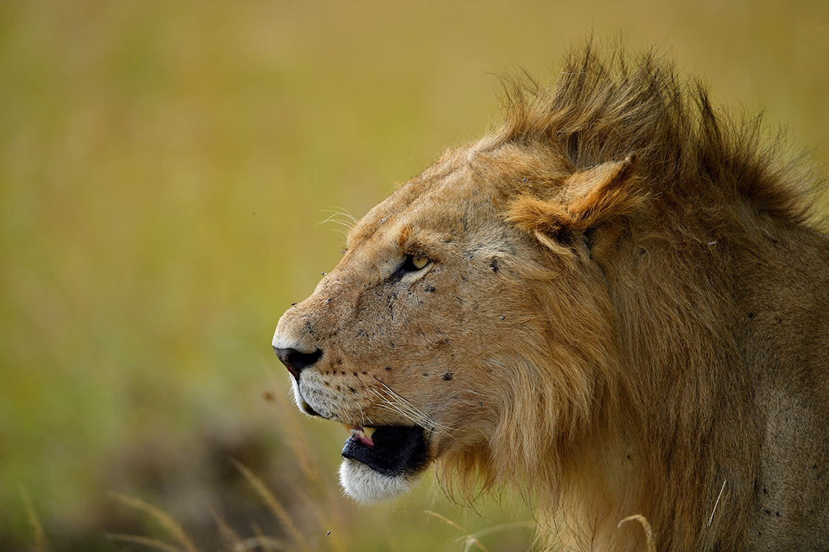 _5RG3590_20180725_105242_1052Masai Mara 2018-1200.jpg
