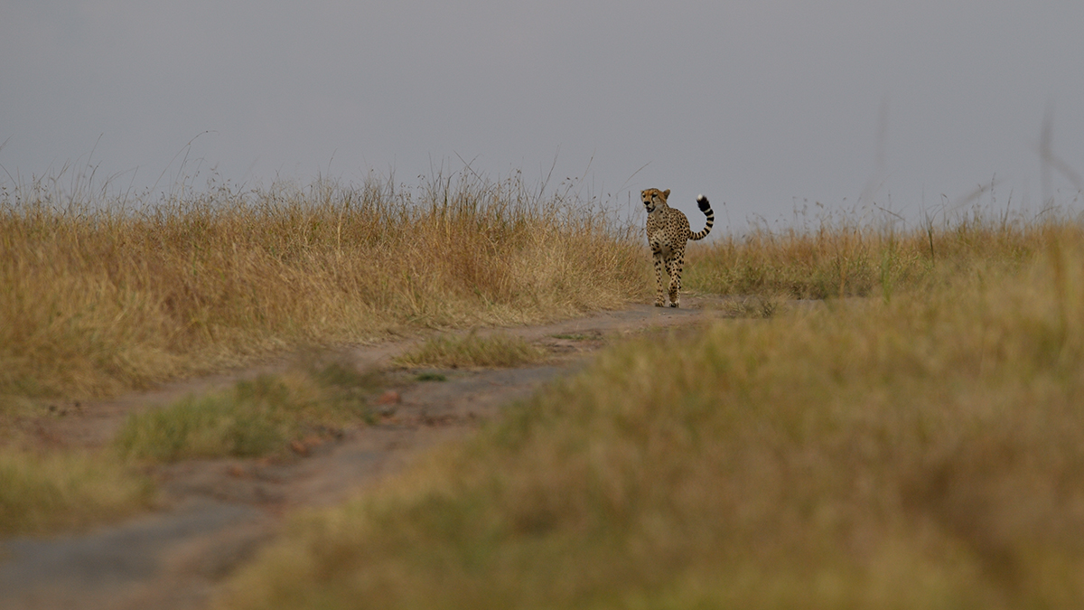 _5RG3594_20180730_150018_5352Masai Mara 2018_6627Masai Mara 2018.jpg