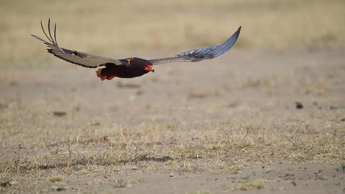 _5RG3619_20180725_110755_1056Masai Mara 2018.jpg