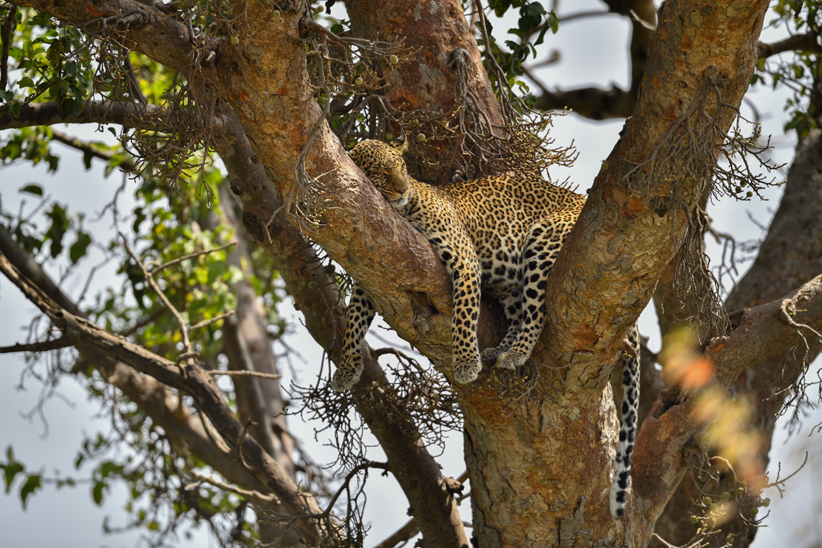 _5RG3646_20180725_111059_1057Masai Mara 2018-1200.jpg