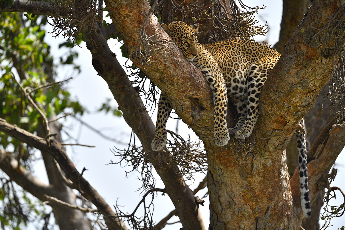 _5RG3670_20180725_111431_1059Masai Mara 2018.jpg