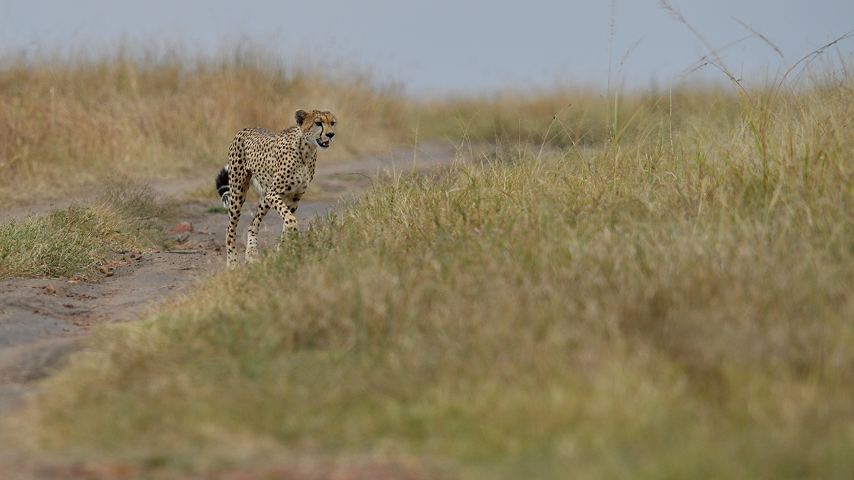 _5RG3672_20180730_150113_5354Masai Mara 2018_6629Masai Mara 2018.jpg