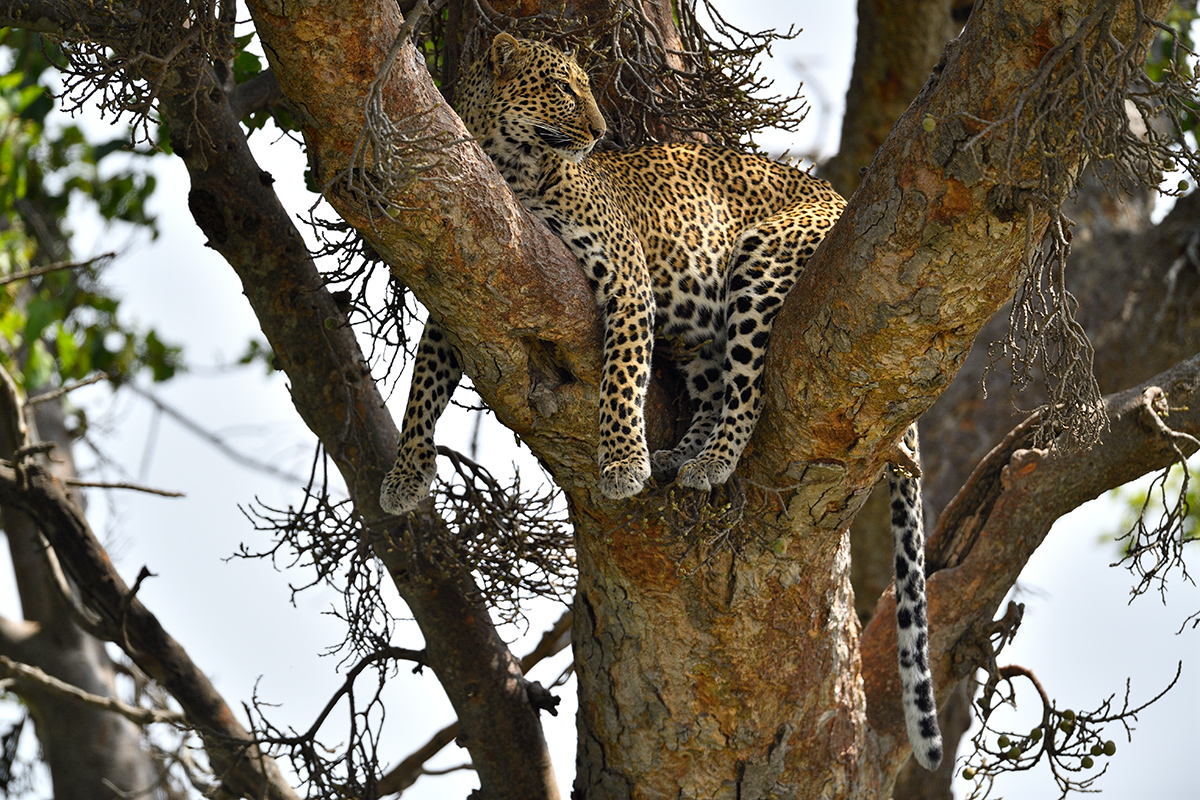 _5RG3685_20180725_111745_1060Masai Mara 2018.jpg