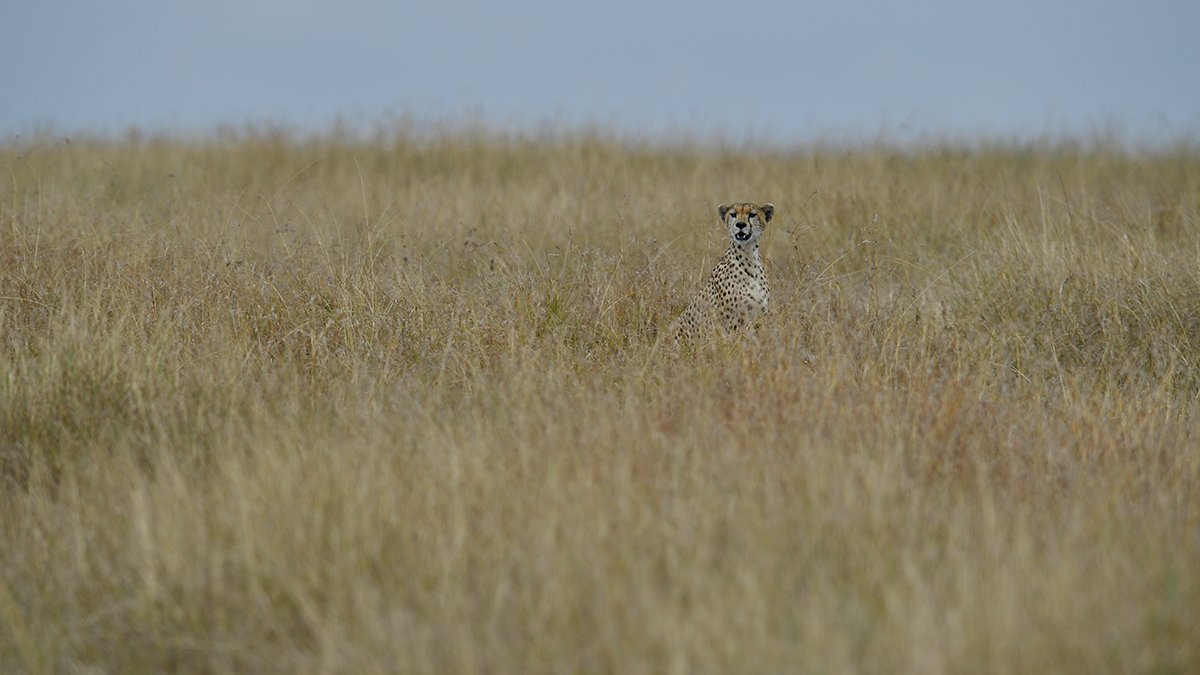 _5RG3687_20180730_150225_5355Masai Mara 2018_6630Masai Mara 2018.jpg