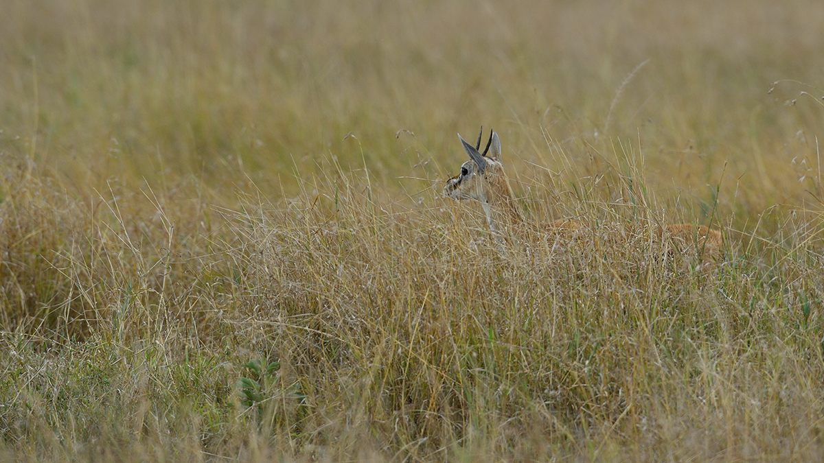 _5RG3696_20180730_151000_5356Masai Mara 2018_6631Masai Mara 2018.jpg
