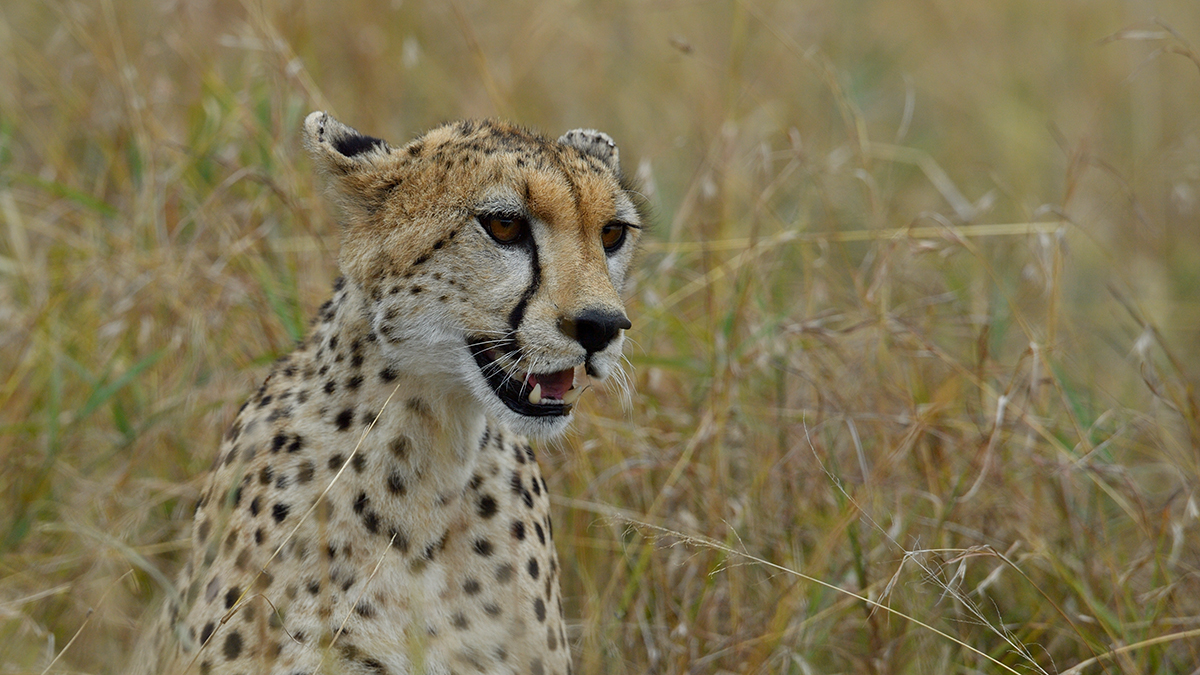 _5RG3707_20180730_151542_5357Masai Mara 2018_6632Masai Mara 2018.jpg