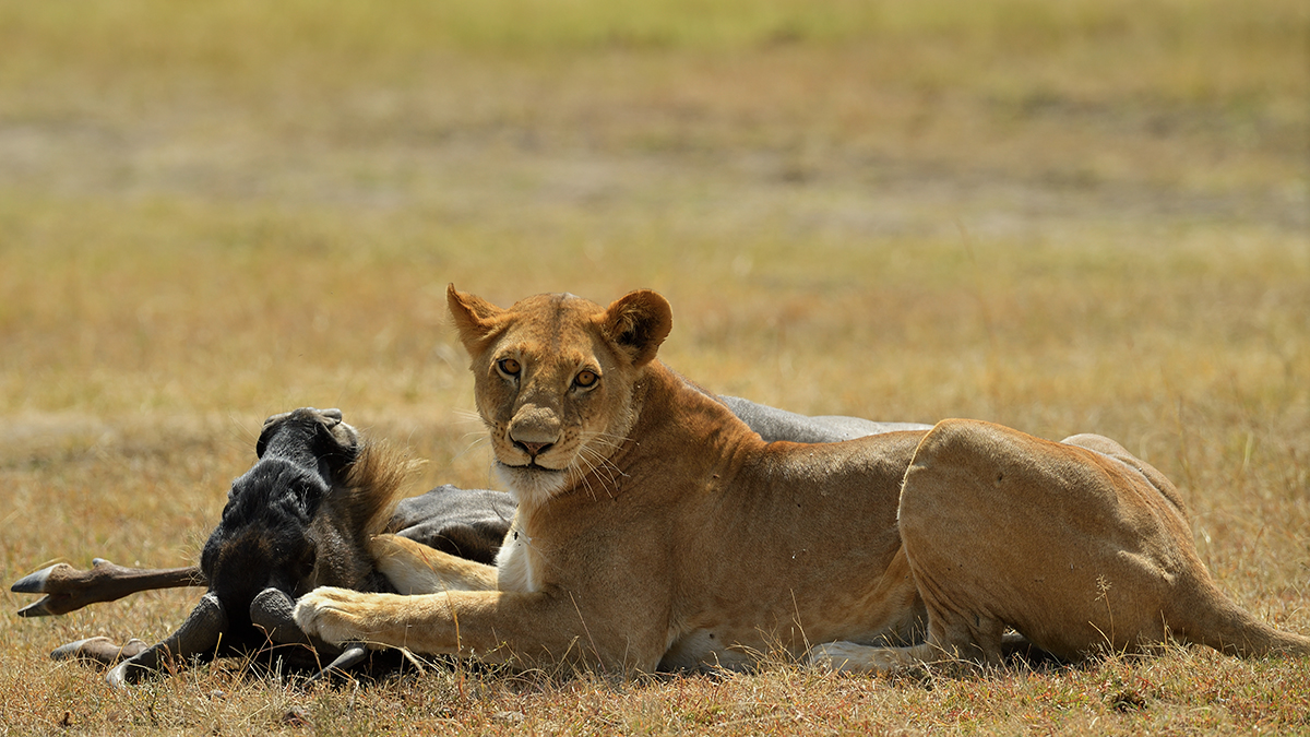 _5RG3745_20180725_112203_1061Masai Mara 2018.jpg