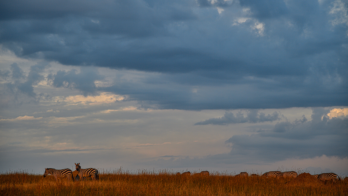 _5RG3780_20180730_183227_5361Masai Mara 2018_6636Masai Mara 2018.jpg