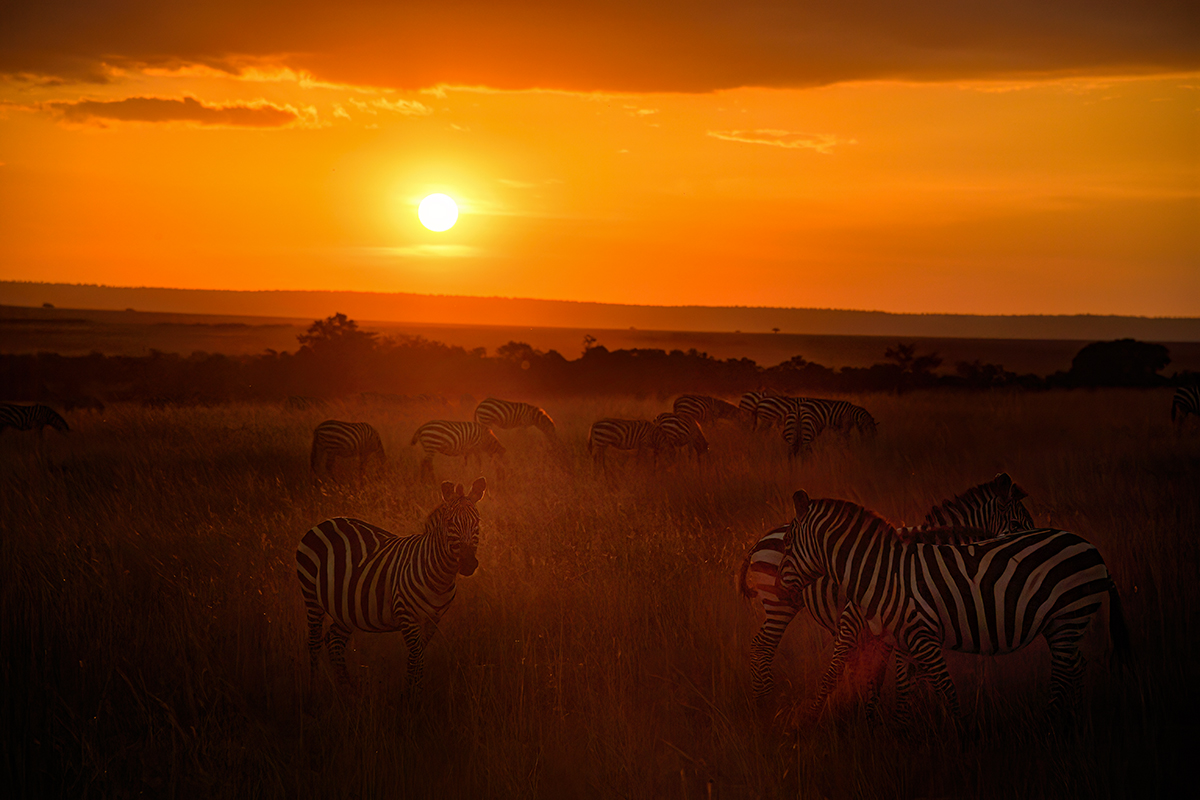 _5RG3831_20180730_183543_5367Masai Mara 2018_6642Masai Mara 2018.jpg