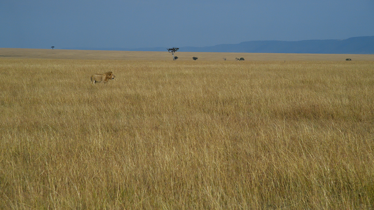 _5RG3934_20180731_084334_5376Masai Mara 2018_6766Masai Mara 2018.jpg