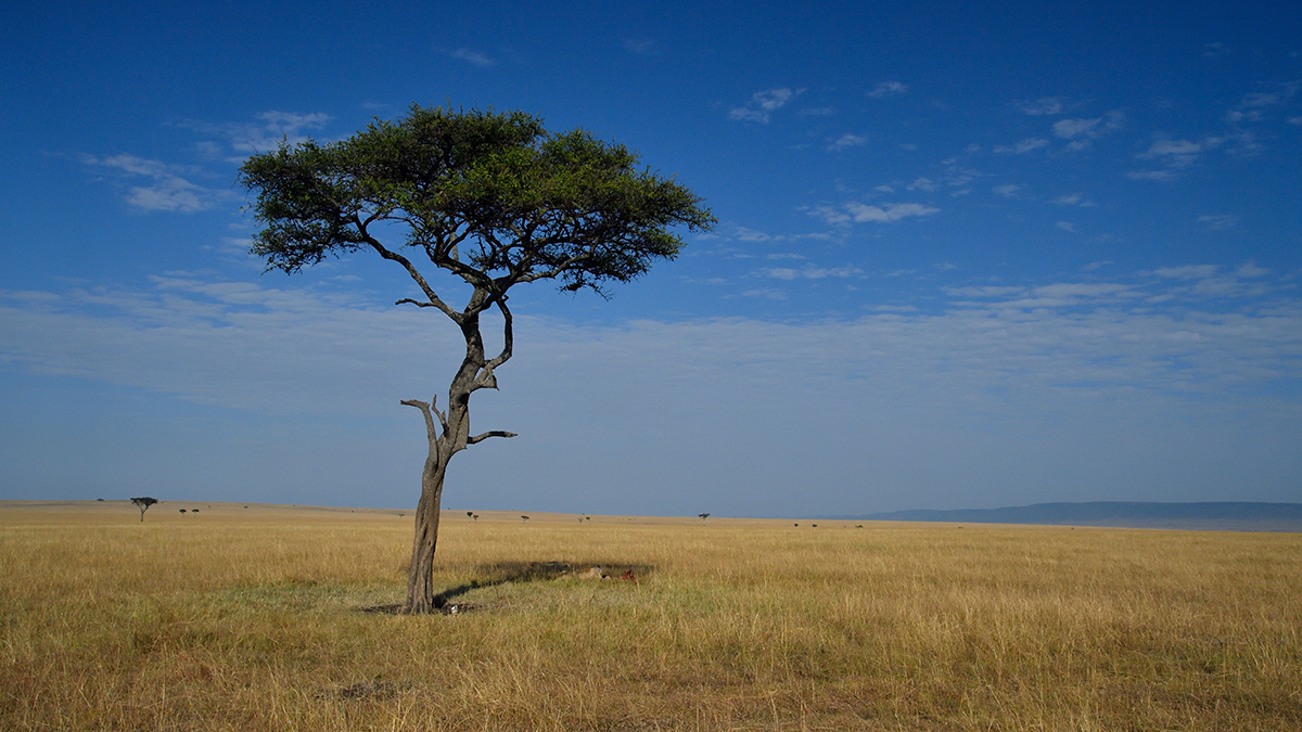 _5RG3935_20180731_084735_5377Masai Mara 2018_6767Masai Mara 2018.jpg