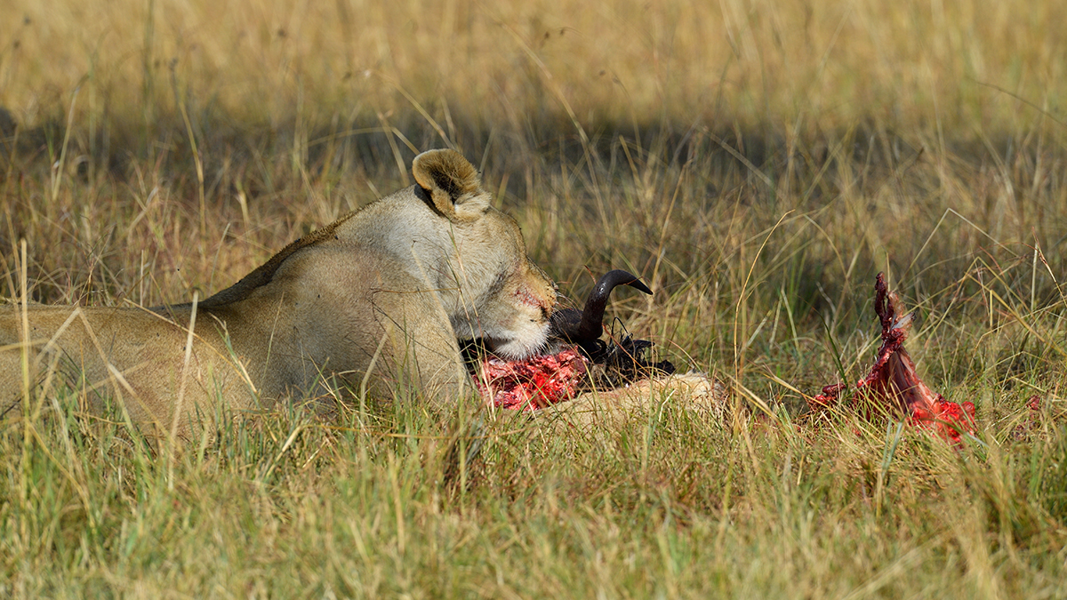 _5RG3944_20180731_085455_5378Masai Mara 2018_6768Masai Mara 2018.jpg