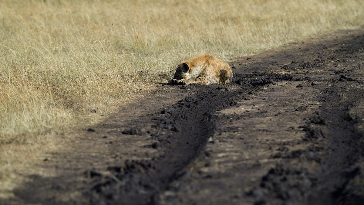 _5RG3945_20180731_085607_5379Masai Mara 2018_6769Masai Mara 2018.jpg