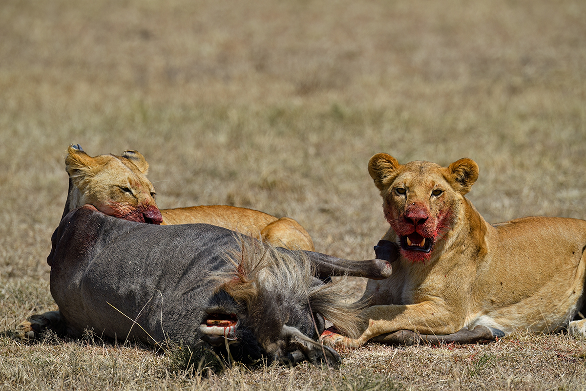 _5RG3949_20180725_112934_1065Masai Mara 2018.jpg