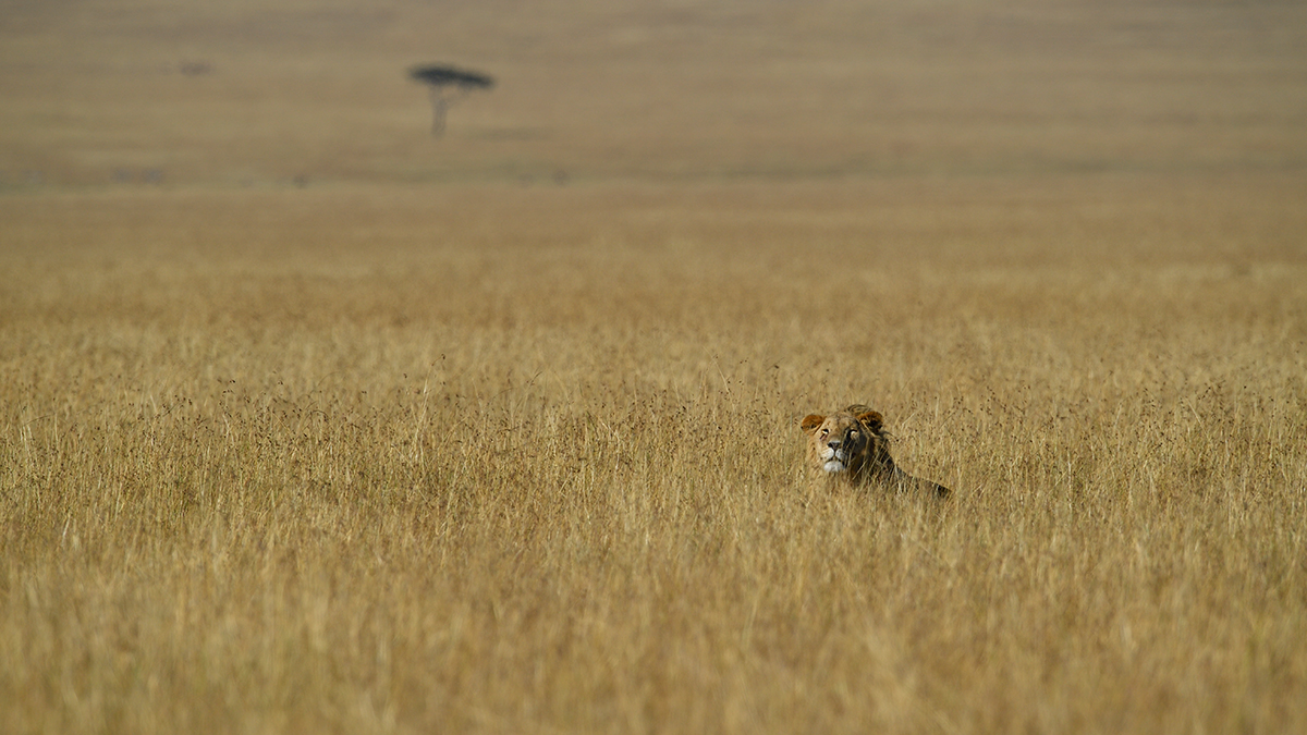 _5RG3979_20180731_090536_5383Masai Mara 2018_6773Masai Mara 2018.jpg