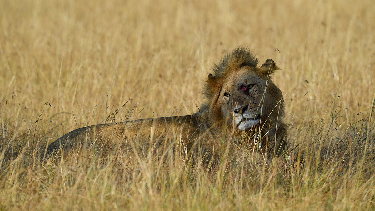 _5RG3995_20180731_090555_5385Masai Mara 2018_6775Masai Mara 2018.jpg