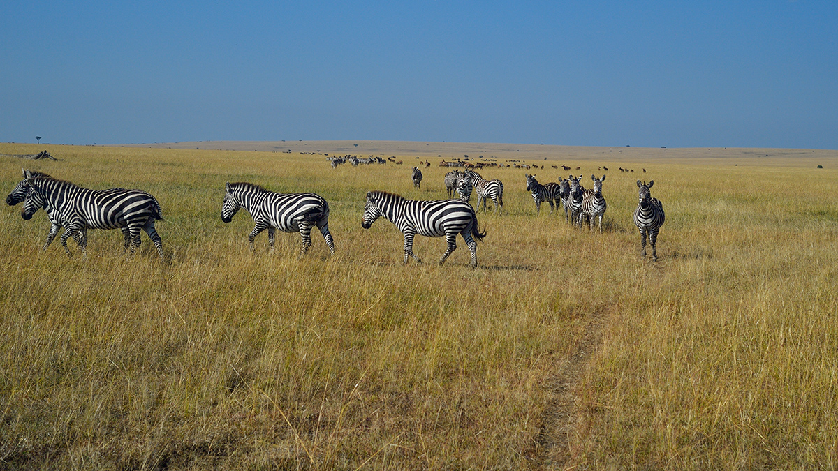 _5RG4025_20180731_092719_5386Masai Mara 2018_6776Masai Mara 2018.jpg