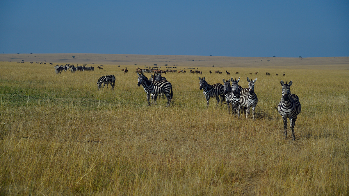 _5RG4026_20180731_092721_5387Masai Mara 2018_6777Masai Mara 2018.jpg