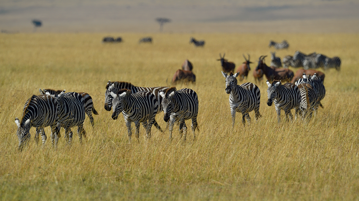 _5RG4037_20180731_092945_5390Masai Mara 2018_6780Masai Mara 2018.jpg