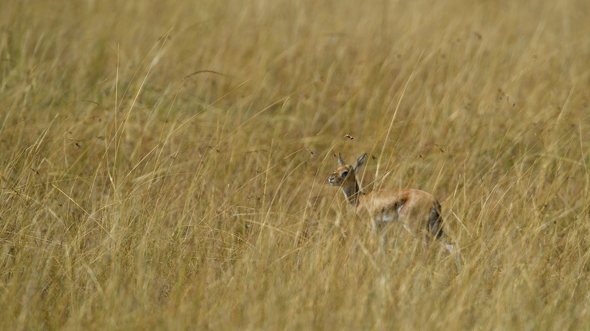 _5RG4052_20180731_094334_5391Masai Mara 2018_6781Masai Mara 2018.jpg