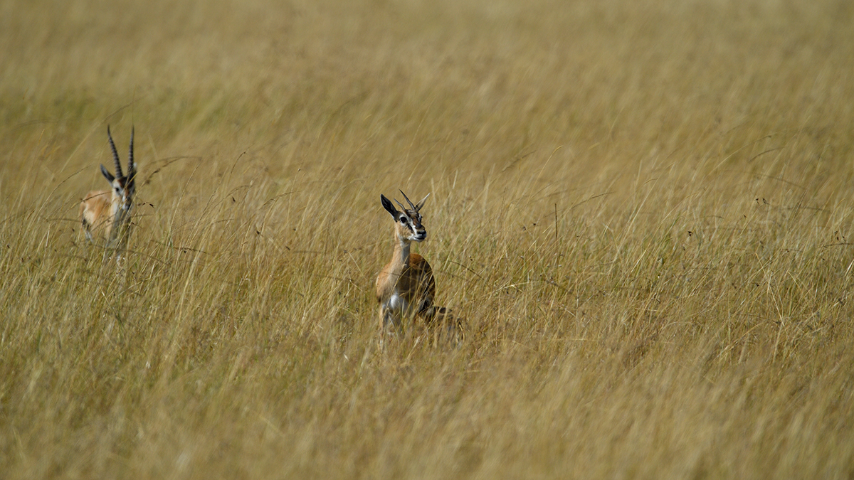 _5RG4055_20180731_095028_5392Masai Mara 2018_6782Masai Mara 2018.jpg