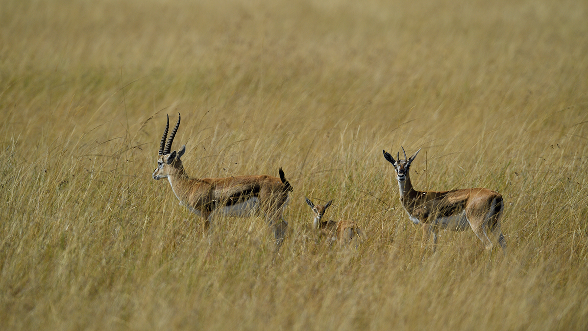 _5RG4081_20180731_095106_5393Masai Mara 2018_6783Masai Mara 2018.jpg