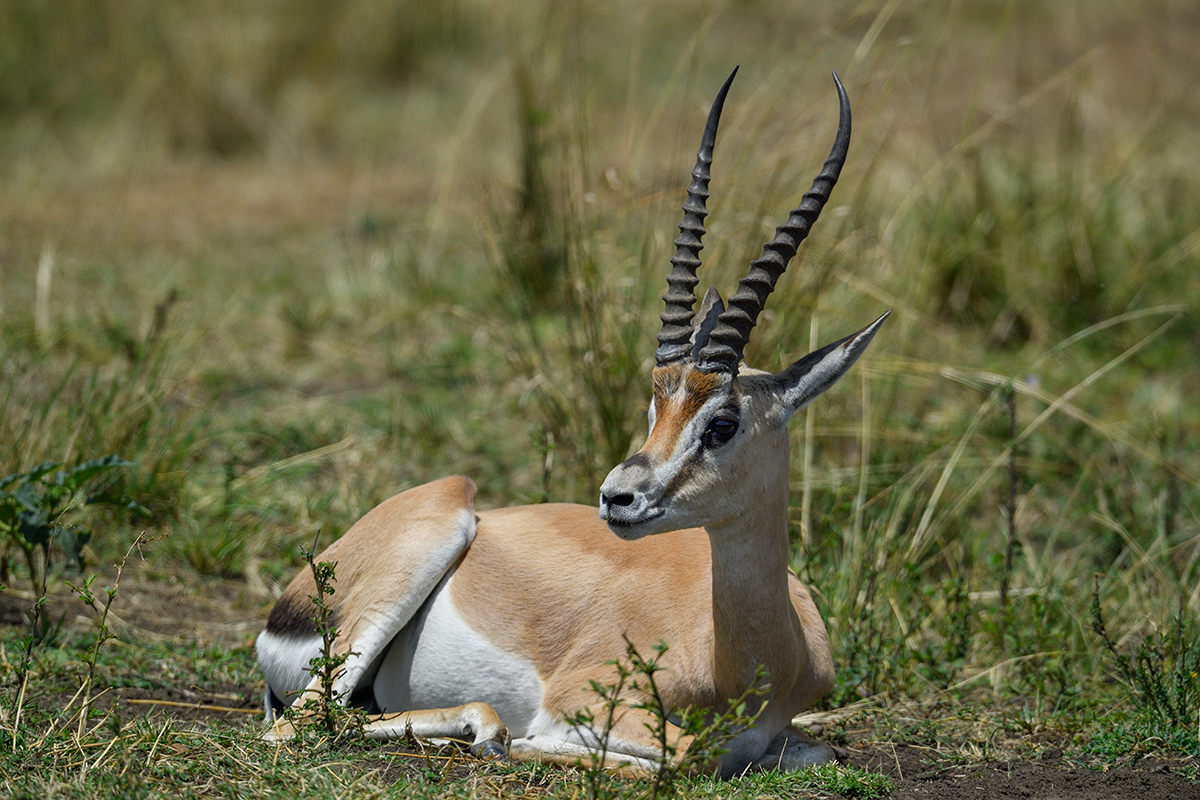 _5RG4274_20180731_124703_5401Masai Mara 2018_6791Masai Mara 2018.jpg