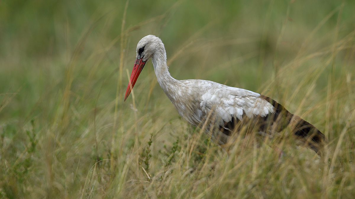 _5RG4296_20180731_125303_5402Masai Mara 2018_6792Masai Mara 2018.jpg