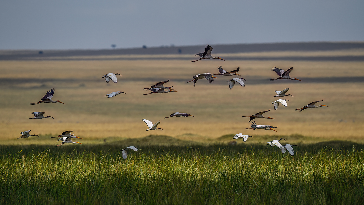 _5RG4323_20180731_125604_5404Masai Mara 2018_6794Masai Mara 2018.jpg