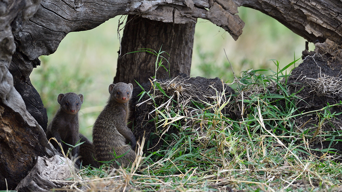 _5RG4382_20180731_130031_5407Masai Mara 2018_6797Masai Mara 2018.jpg