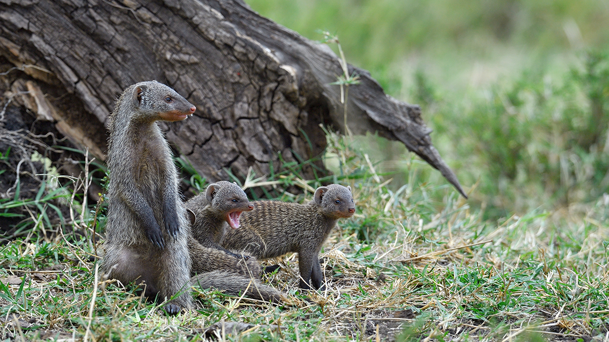 _5RG4576_20180731_130154_5413Masai Mara 2018_6803Masai Mara 2018.jpg
