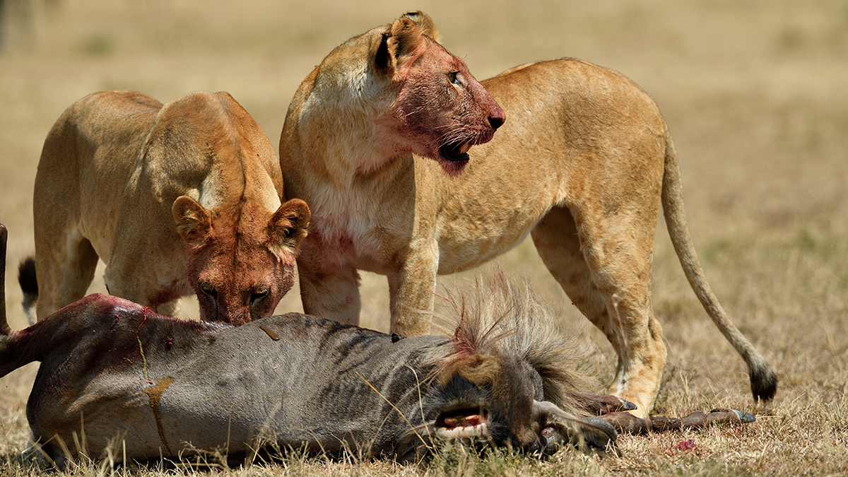 _5RG4729_20180725_114221_1067Masai Mara 2018.jpg