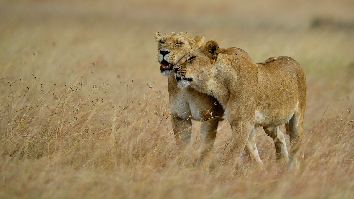 _5RG4818_20180725_165506_1068Masai Mara 2018.jpg
