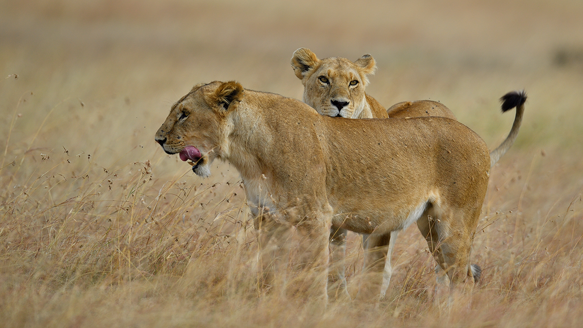 _5RG4826_20180725_165510_1069Masai Mara 2018.jpg