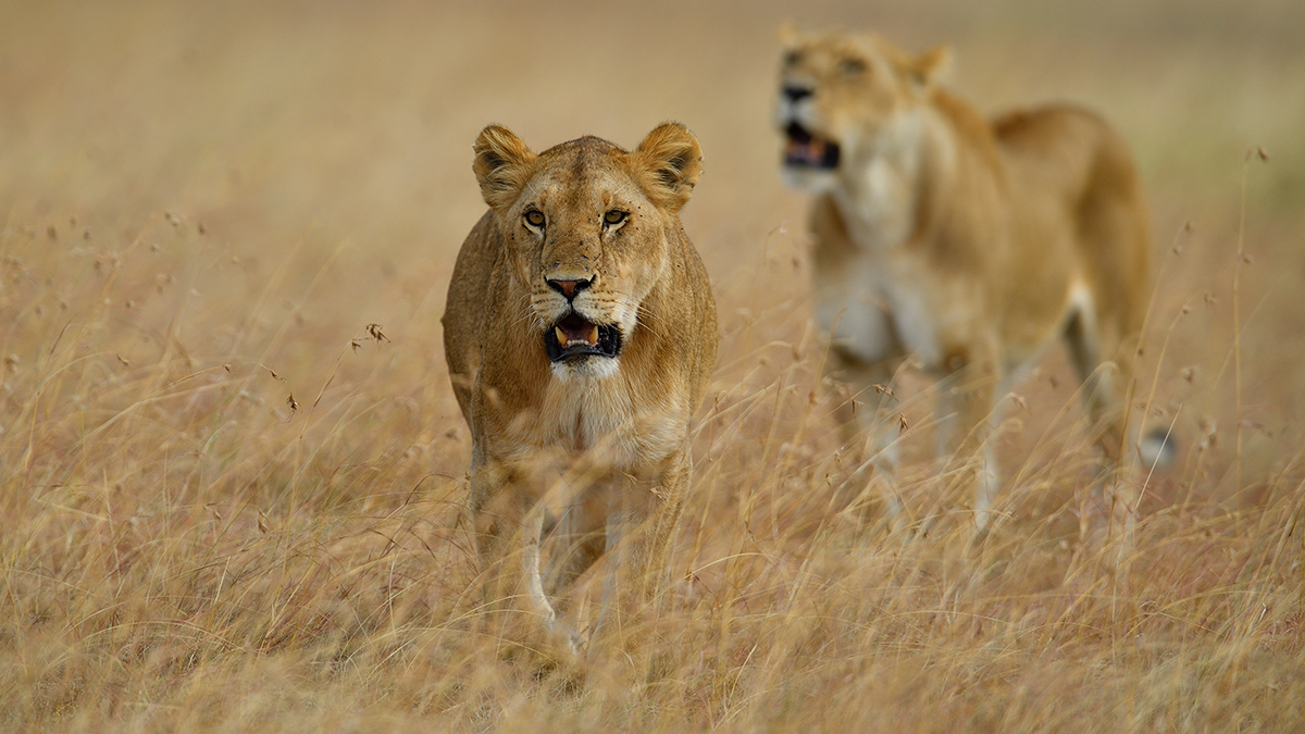 _5RG4872_20180725_165522_1071Masai Mara 2018.jpg