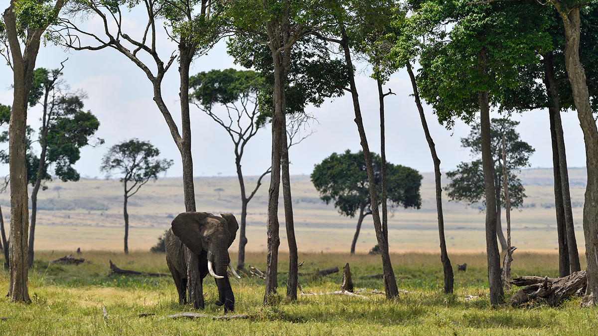 _5RG4896_20180731_134454_5424Masai Mara 2018_6814Masai Mara 2018.jpg