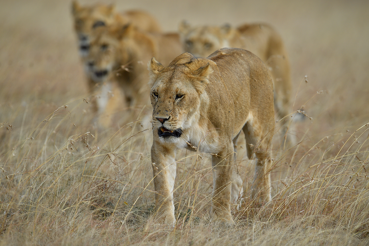 _5RG4924_20180725_165551_1072Masai Mara 2018.jpg