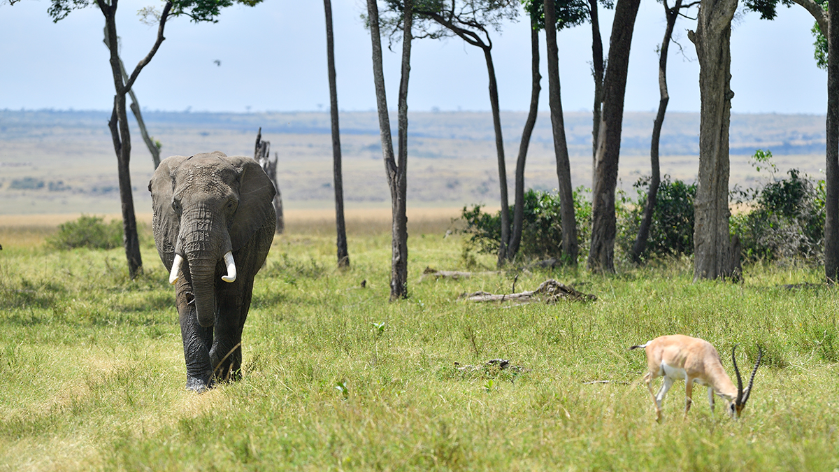 _5RG4959_20180731_134600_5428Masai Mara 2018_6818Masai Mara 2018.jpg