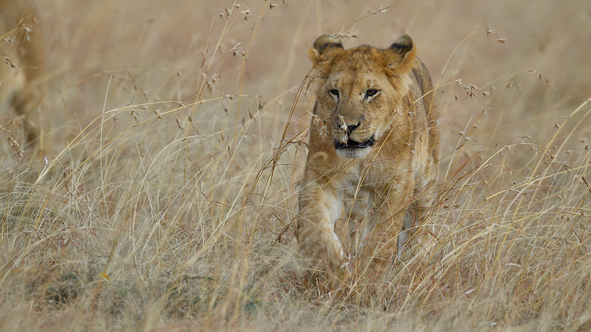 _5RG4969_20180725_165647_1076Masai Mara 2018.jpg